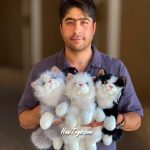عروسک گربه طبیعی خوابیده 40 سانتی