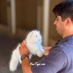 عروسک گربه طبیعی خوابیده 40 سانتی